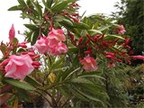 Oleander-rozi.jpg